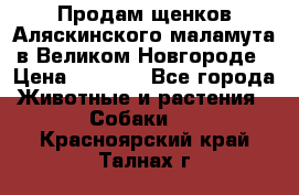 Продам щенков Аляскинского маламута в Великом Новгороде › Цена ­ 5 000 - Все города Животные и растения » Собаки   . Красноярский край,Талнах г.